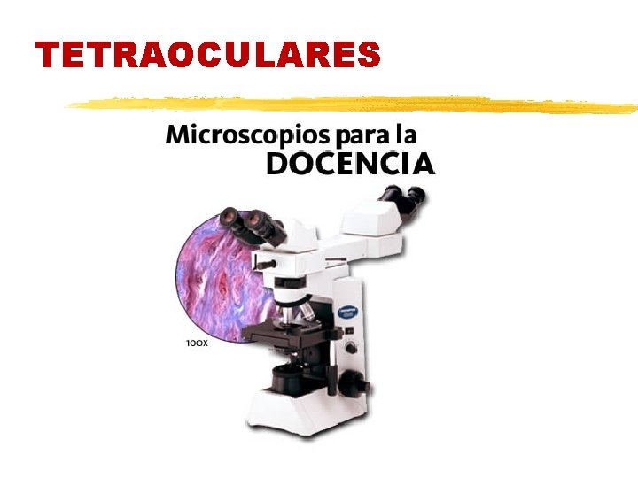 TETRAOCULARES 