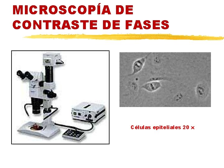 MICROSCOPÍA DE CONTRASTE DE FASES Células epiteliales 20 x 