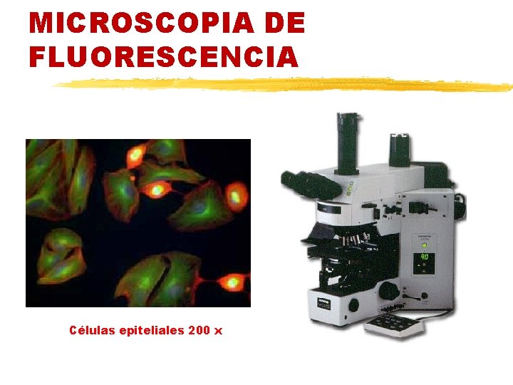 MICROSCOPIA DE FLUORESCENCIA Células epiteliales 200 x 