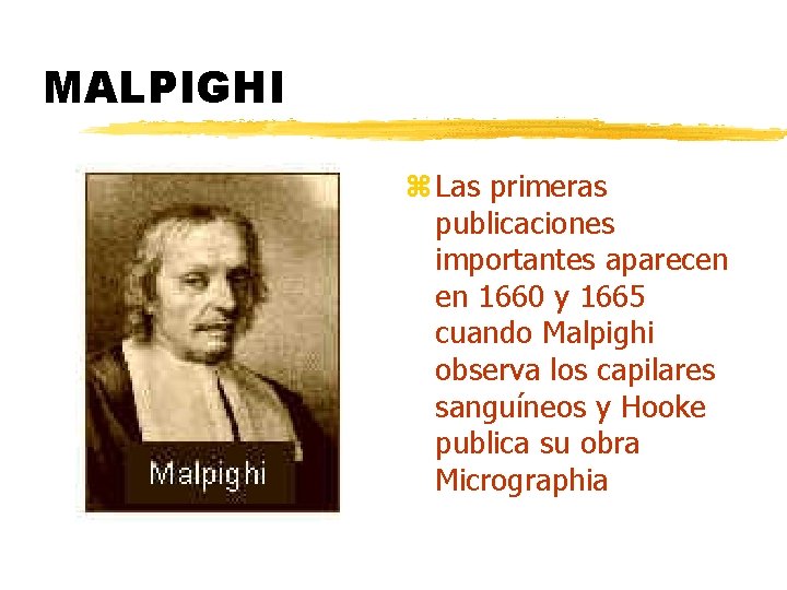 MALPIGHI z Las primeras publicaciones importantes aparecen en 1660 y 1665 cuando Malpighi observa