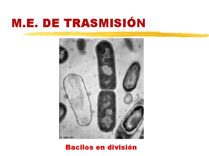 M. E. DE TRASMISIÓN Bacilos en división 