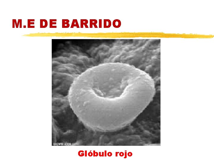 M. E DE BARRIDO Glóbulo rojo 