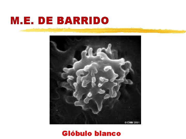 M. E. DE BARRIDO Glóbulo blanco 
