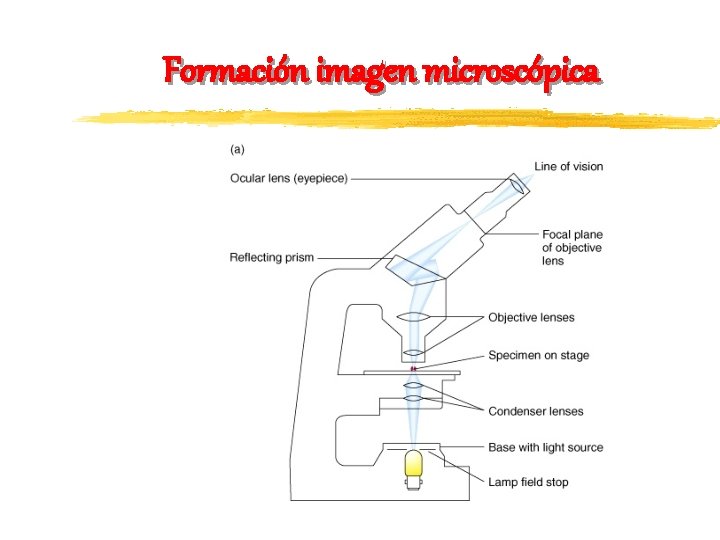 Formación imagen microscópica 