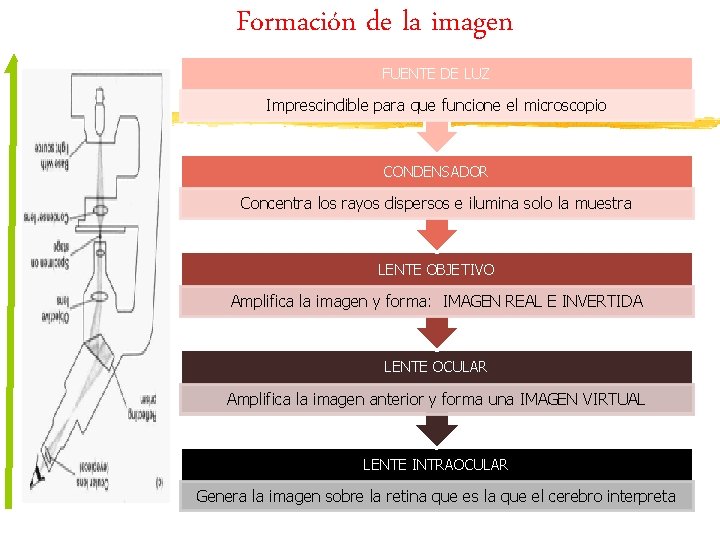 Formación de la imagen FUENTE DE LUZ Imprescindible para que funcione el microscopio CONDENSADOR
