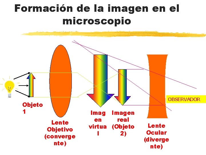 Formación de la imagen en el microscopio OBSERVADOR Objeto 1 Lente Objetivo (converge nte)
