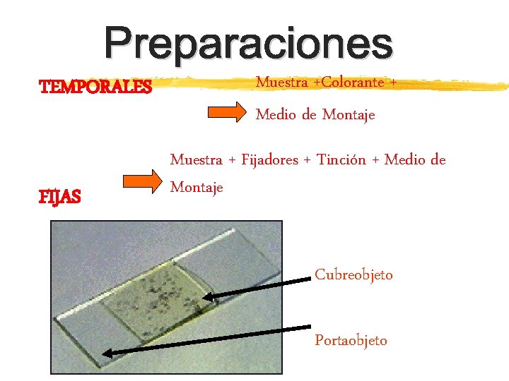 TEMPORALES FIJAS Muestra +Colorante + Medio de Montaje Muestra + Fijadores + Tinción +