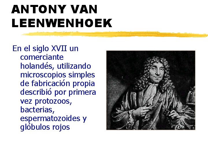 ANTONY VAN LEENWENHOEK En el siglo XVII un comerciante holandés, utilizando microscopios simples de