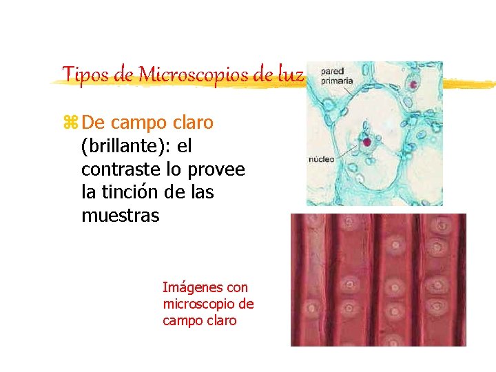 Tipos de Microscopios de luz z De campo claro (brillante): el contraste lo provee