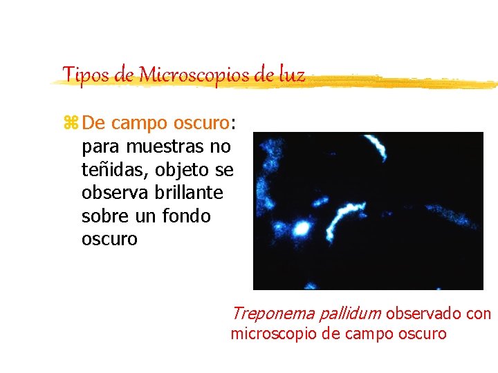 Tipos de Microscopios de luz z De campo oscuro: para muestras no teñidas, objeto