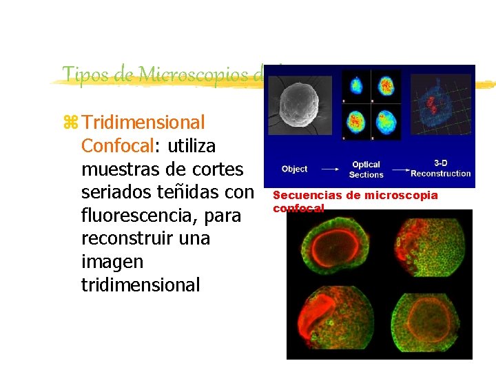 Tipos de Microscopios de luz z Tridimensional Confocal: utiliza muestras de cortes seriados teñidas