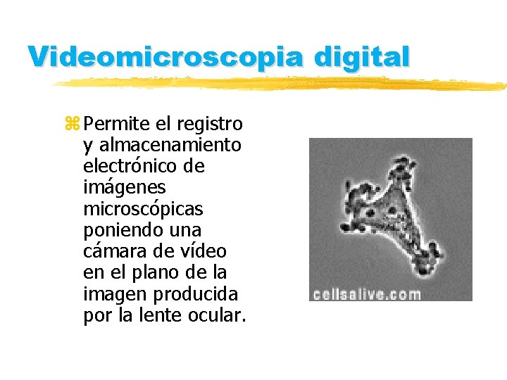 Videomicroscopia digital z Permite el registro y almacenamiento electrónico de imágenes microscópicas poniendo una