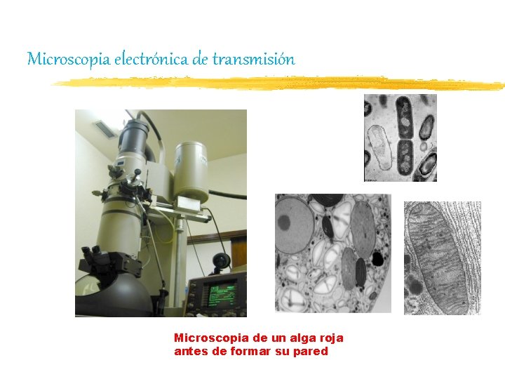 Microscopia electrónica de transmisión Microscopia de un alga roja antes de formar su pared
