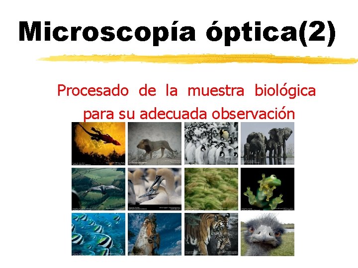 Microscopía óptica(2) Procesado de la muestra biológica para su adecuada observación 