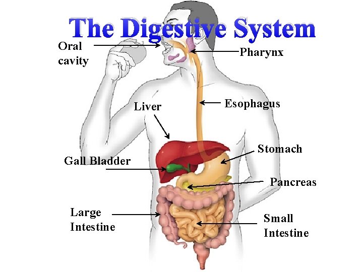The Digestive System Oral cavity Pharynx Liver Gall Bladder Esophagus Stomach Pancreas Large Intestine