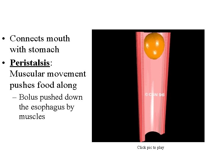  • Connects mouth with stomach • Peristalsis: Muscular movement pushes food along –