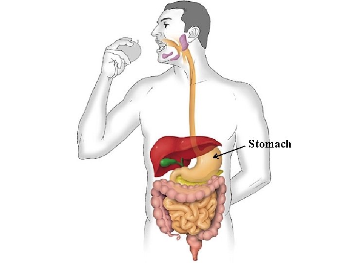 Stomach 