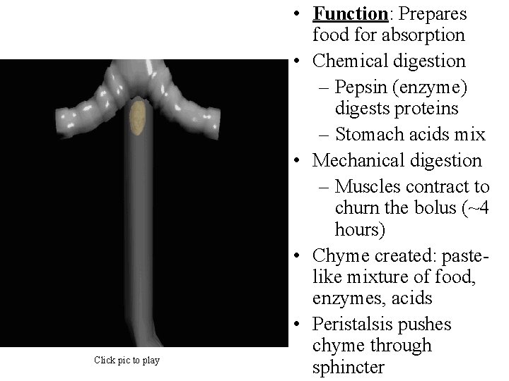 Click pic to play • Function: Prepares food for absorption • Chemical digestion –