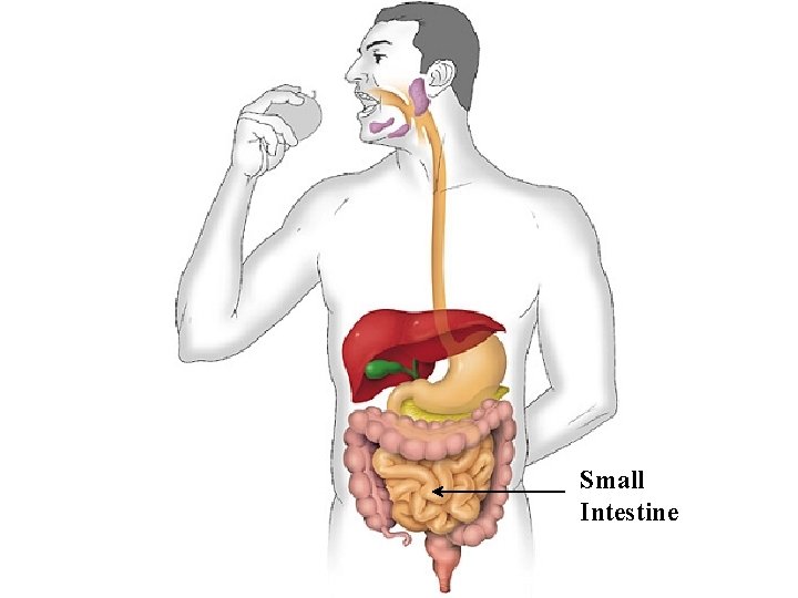 Small Intestine 