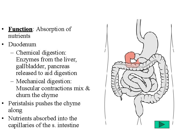  • Function: Absorption of nutrients • Duodenum – Chemical digestion: Enzymes from the