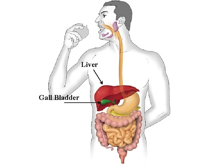 Liver Gall Bladder 