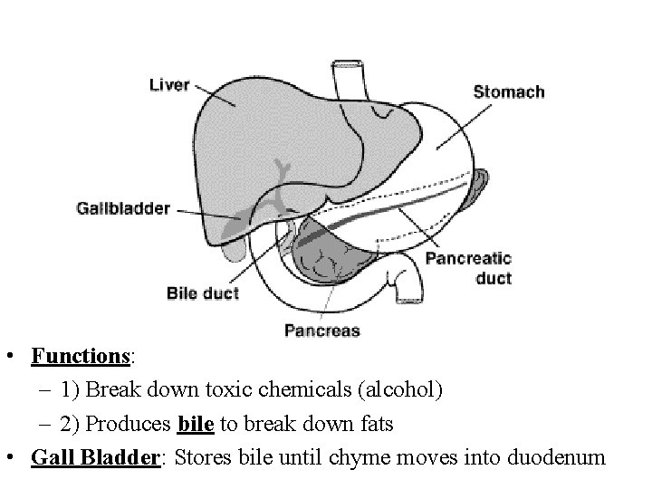  • Functions: – 1) Break down toxic chemicals (alcohol) – 2) Produces bile