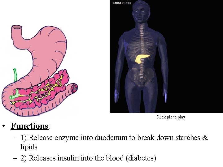 Click pic to play • Functions: – 1) Release enzyme into duodenum to break