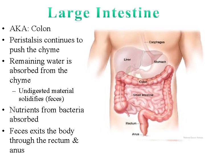  • AKA: Colon • Peristalsis continues to push the chyme • Remaining water