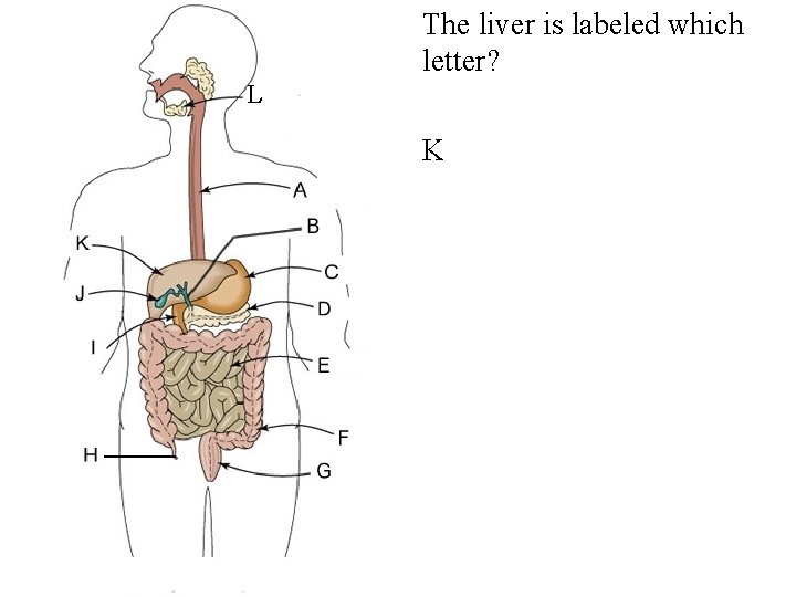 • The liver is labeled which letter? L • K 