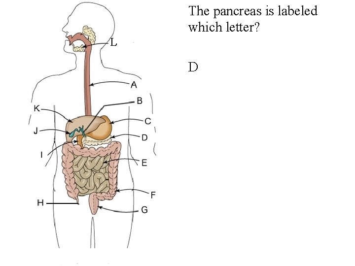  • The pancreas is labeled which letter? L • D 