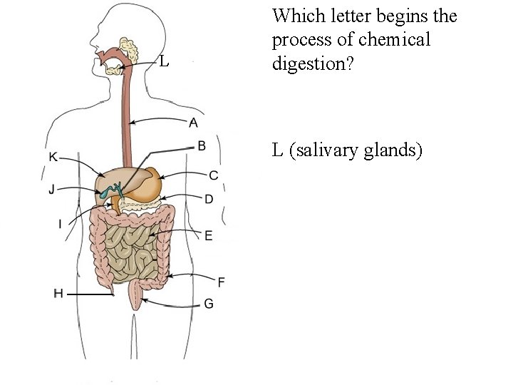 L • Which letter begins the process of chemical digestion? • L (salivary glands)