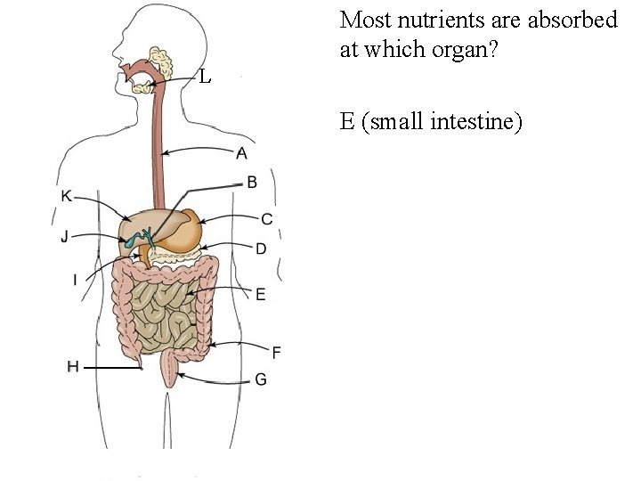  • Most nutrients are absorbed at which organ? L • E (small intestine)