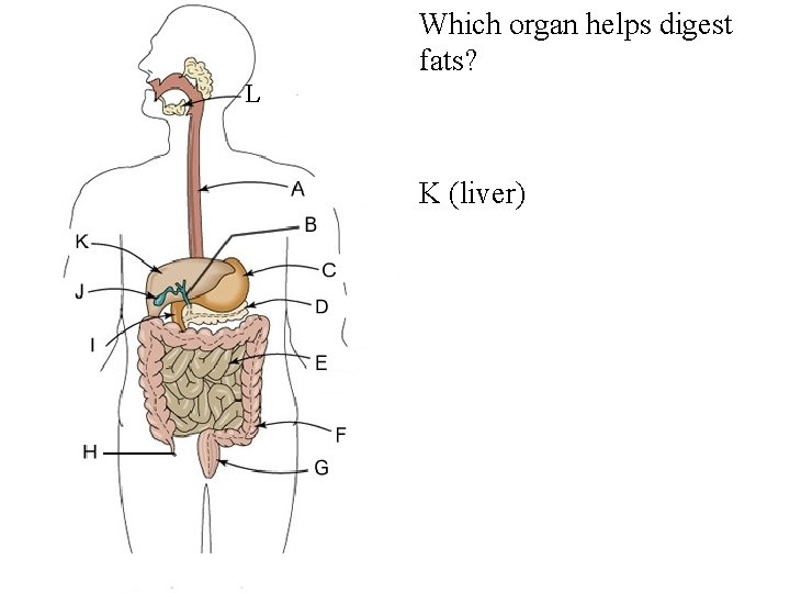  • Which organ helps digest fats? L • K (liver) 