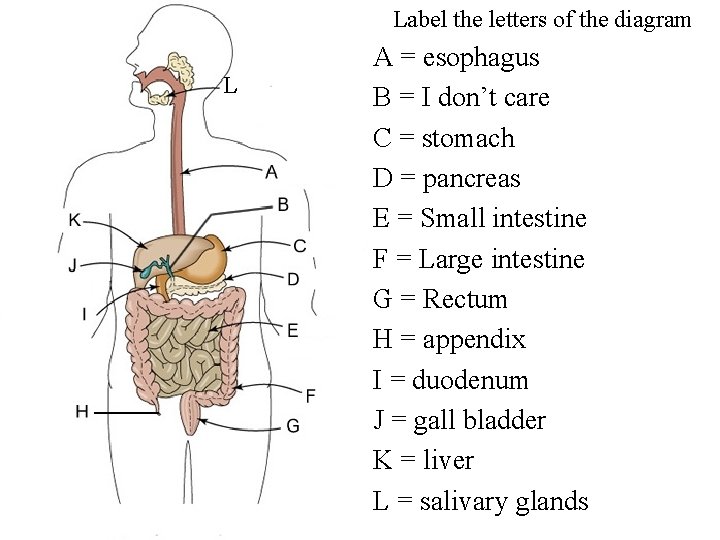 Label the letters of the diagram L A = esophagus B = I don’t