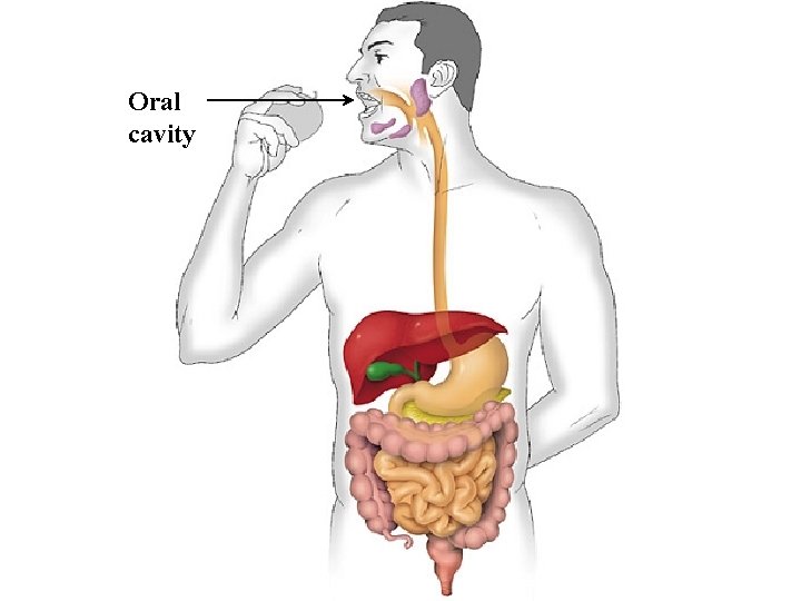 Oral cavity 