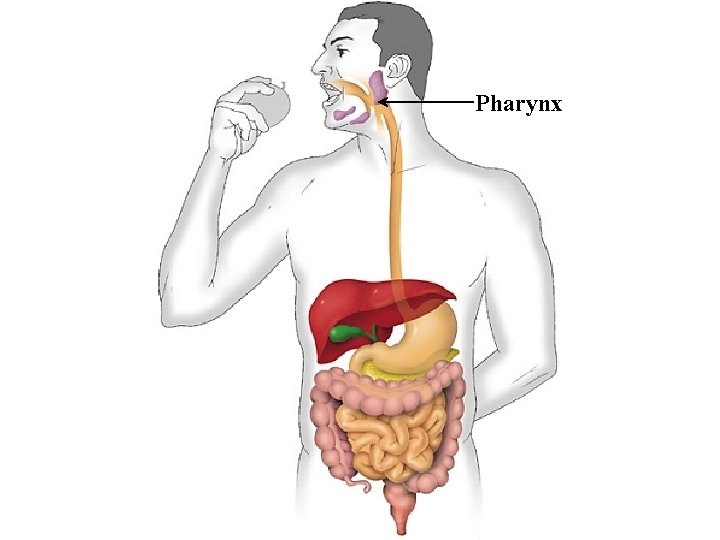 Pharynx 