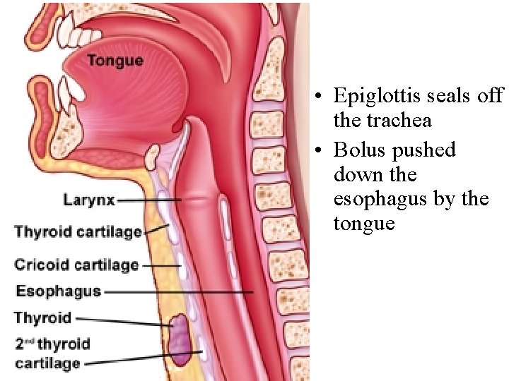  • Epiglottis seals off the trachea • Bolus pushed down the esophagus by