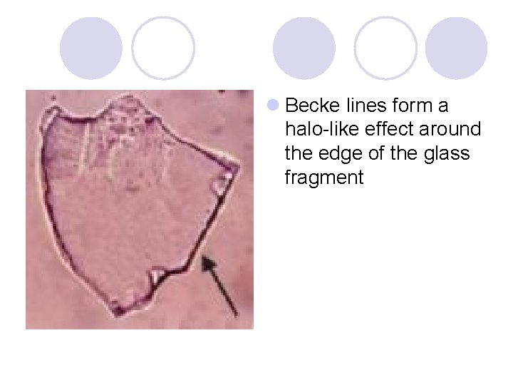 l Becke lines form a halo-like effect around the edge of the glass fragment
