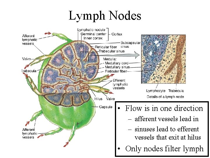 Lymph Nodes • Flow is in one direction – afferent vessels lead in –