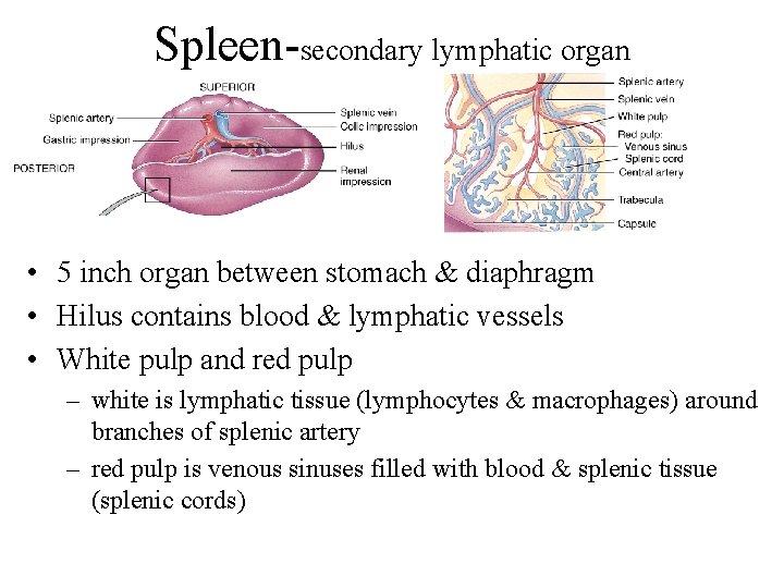 Spleen-secondary lymphatic organ • 5 inch organ between stomach & diaphragm • Hilus contains