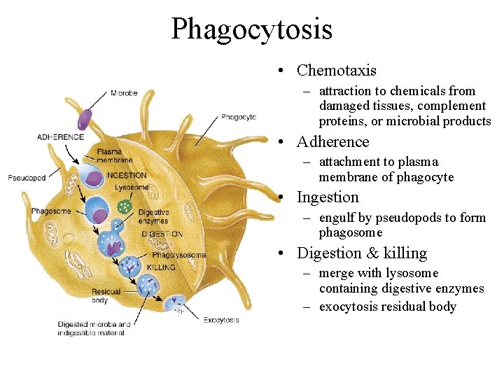 Phagocytosis • Chemotaxis – attraction to chemicals from damaged tissues, complement proteins, or microbial