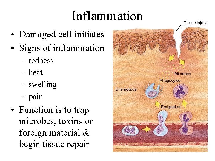 Inflammation • Damaged cell initiates • Signs of inflammation – redness – heat –