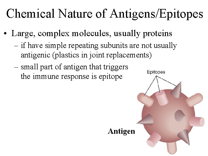 Chemical Nature of Antigens/Epitopes • Large, complex molecules, usually proteins – if have simple
