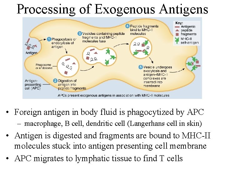Processing of Exogenous Antigens • Foreign antigen in body fluid is phagocytized by APC