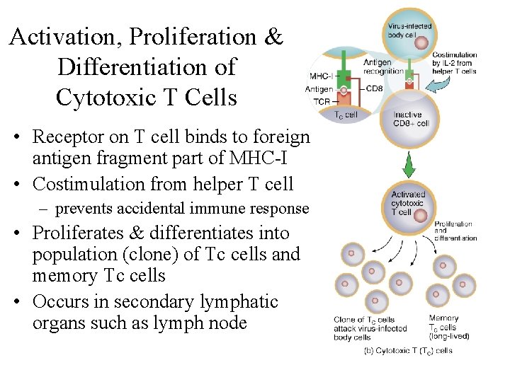 Activation, Proliferation & Differentiation of Cytotoxic T Cells • Receptor on T cell binds