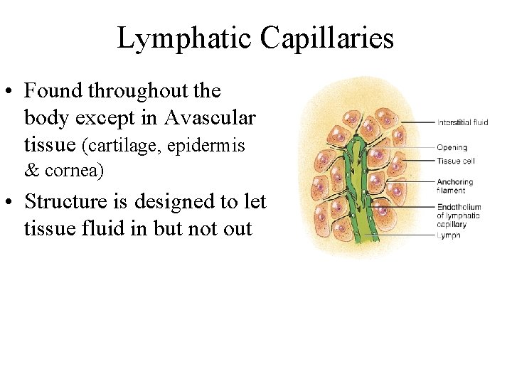 Lymphatic Capillaries • Found throughout the body except in Avascular tissue (cartilage, epidermis &