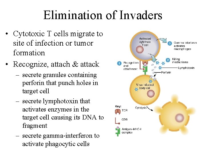 Elimination of Invaders • Cytotoxic T cells migrate to site of infection or tumor