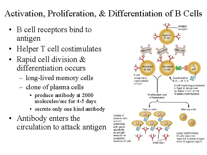 Activation, Proliferation, & Differentiation of B Cells • B cell receptors bind to antigen