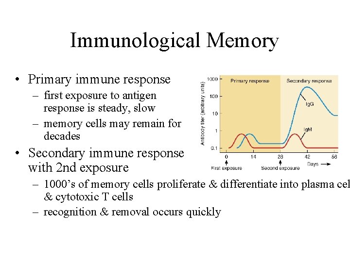 Immunological Memory • Primary immune response – first exposure to antigen response is steady,