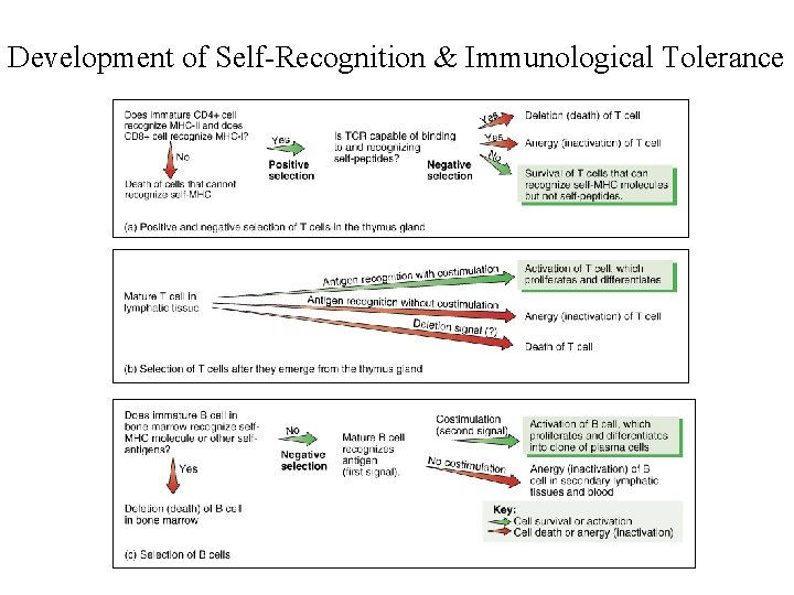 Development of Self-Recognition & Immunological Tolerance 